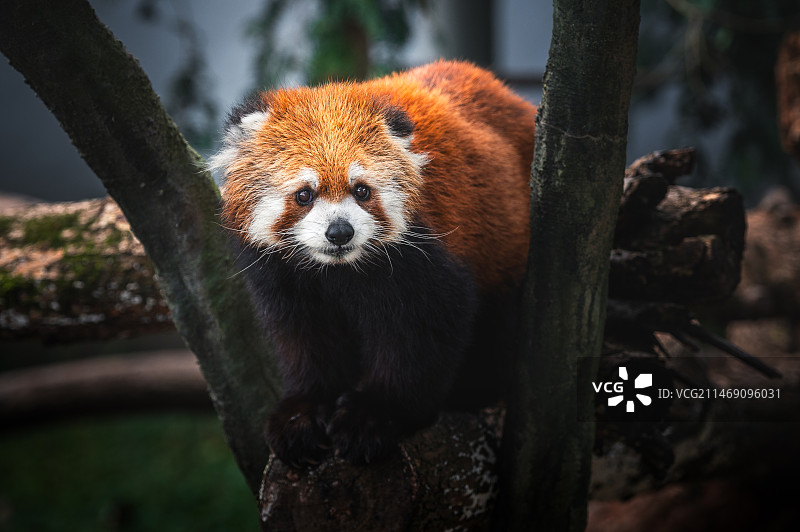 小浣熊的特写肖像图片素材