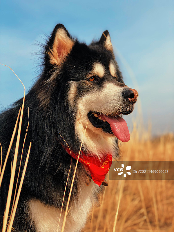 狗向别处看的特写镜头阿拉斯加图片素材