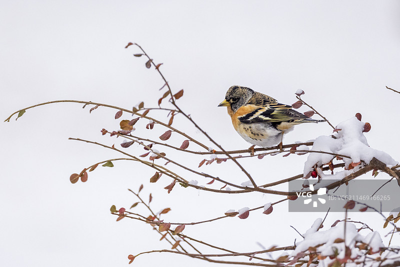 雪后燕雀图片素材