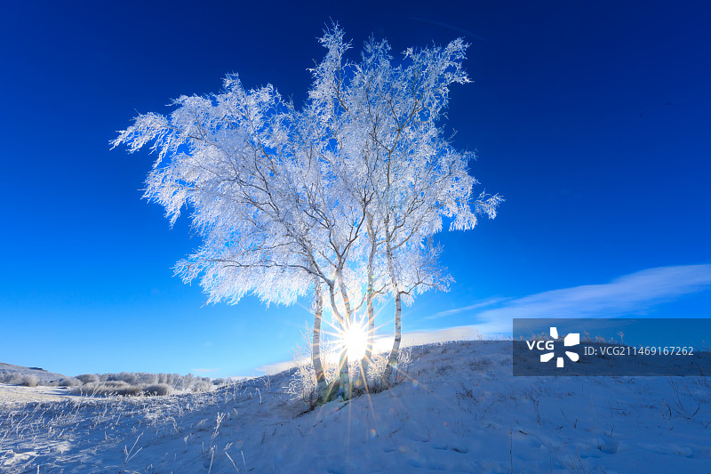 傲立在风雪中的白桦树图片素材
