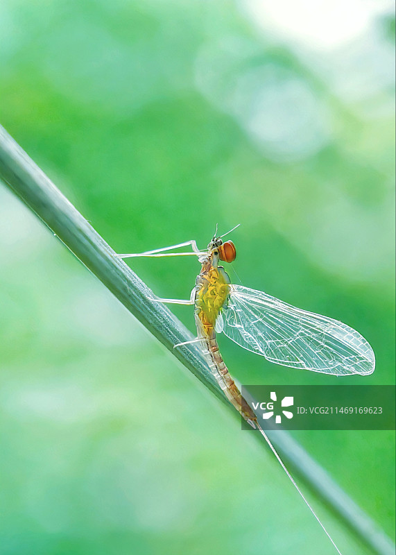 清晨的蜉蝣图片素材