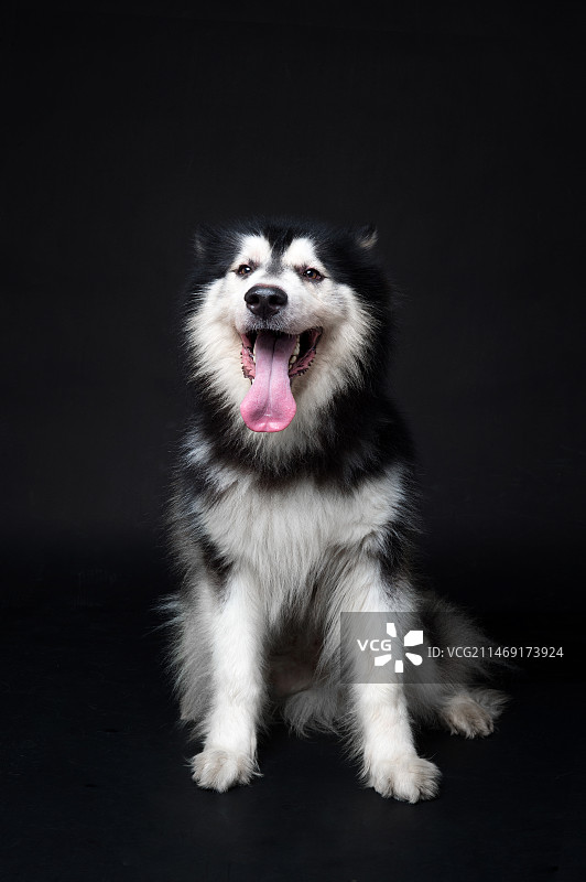 阿拉斯加图片素材