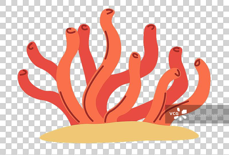 沙滩上生长的江蓠红藻图片素材