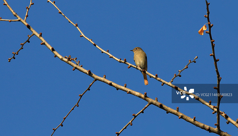 落在树枝上的小鸟图片素材
