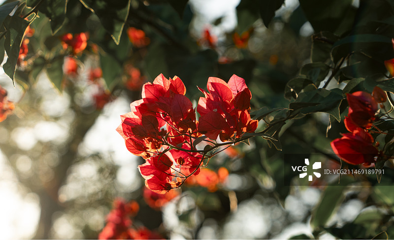 三角梅图片素材