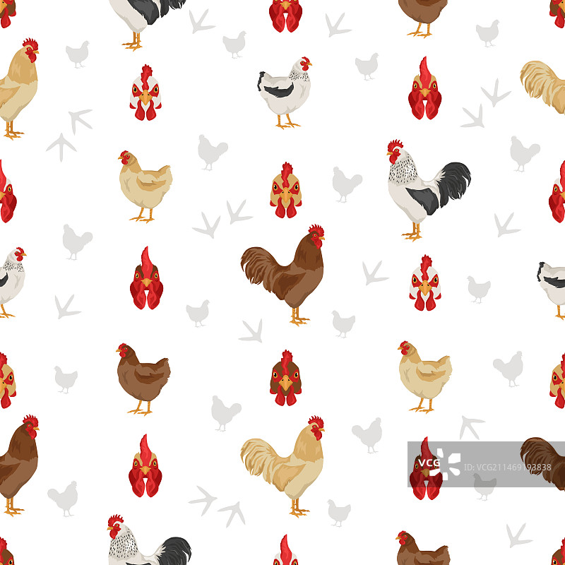 普利茅斯岩石鸡品种无缝图案图片素材