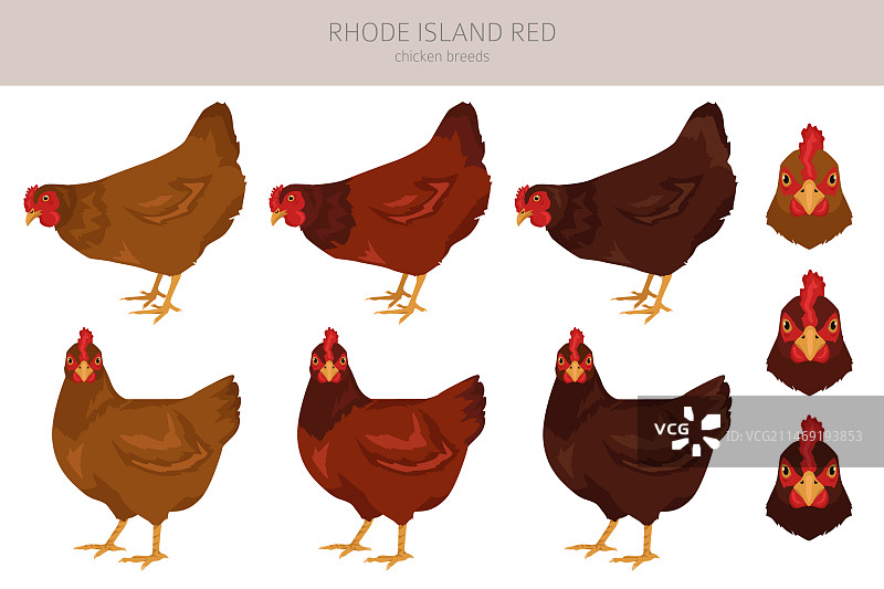 罗德岛红鸡家禽剪贴画图片素材
