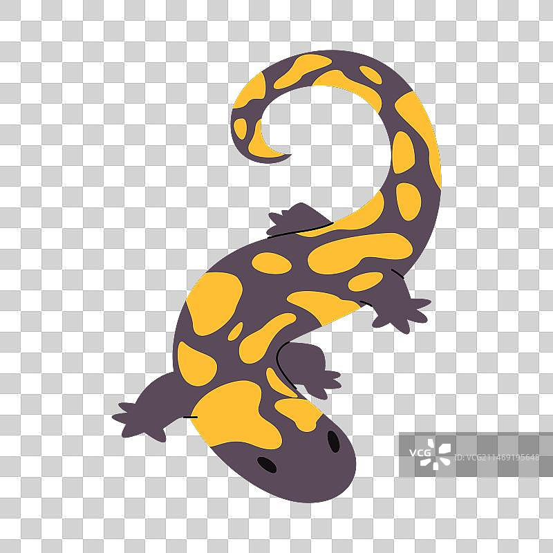 斑纹虎纹钝口螈黑色斑点黄色图片素材