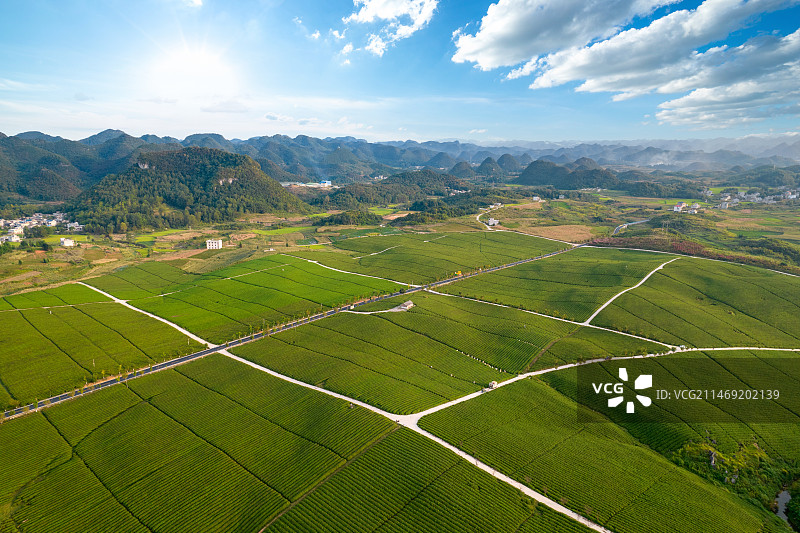 贵州省安顺市十二茅坡白茶茶园全景图片素材