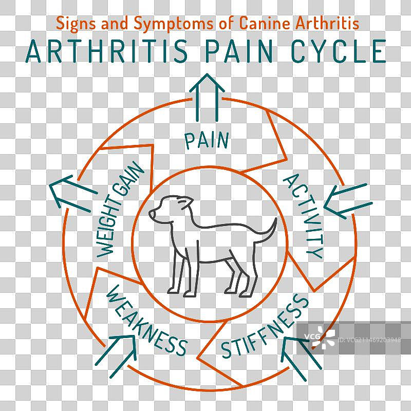犬类骨关节炎常见疾病图片素材