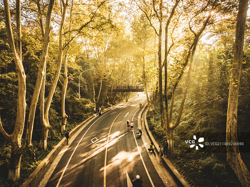 一日之计在于晨-南京钟山梧桐大道金秋图片素材