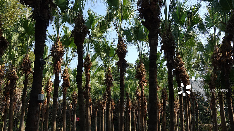 棕榈树低视角广角特写图片素材