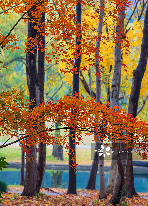 上海共青森林公园秋色图片素材