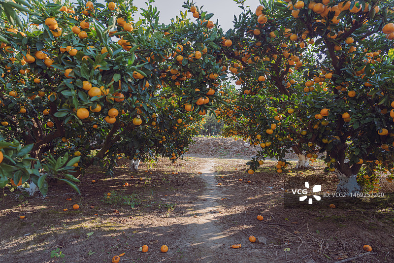 上海长兴岛桔园图片素材