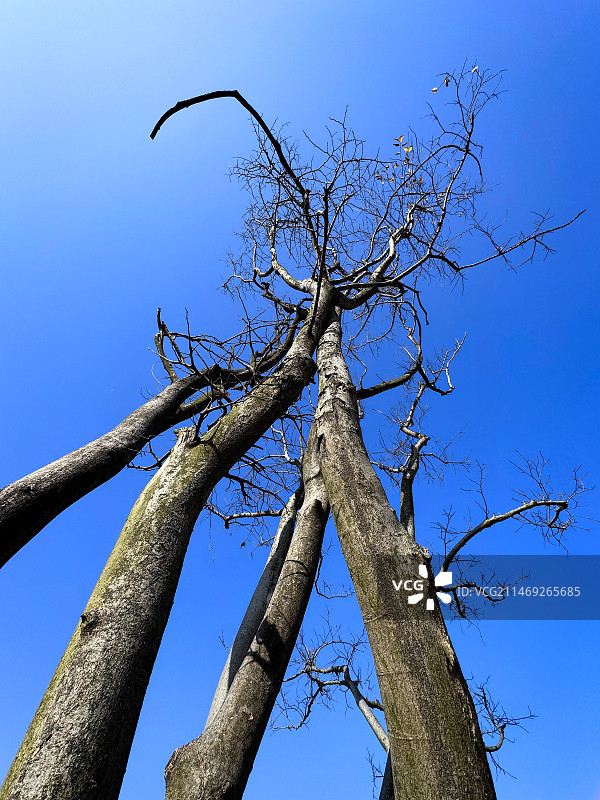 枯树之美图片素材