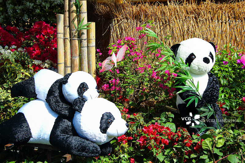 三只熊猫图片素材