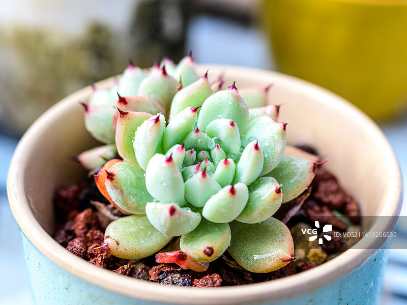 治愈系萌物——多肉植物图片素材