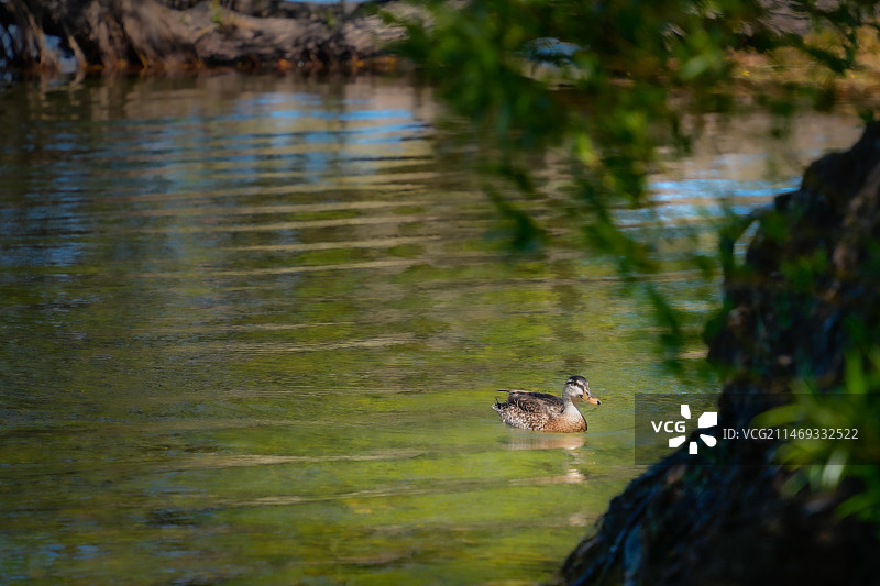 野鸭图片素材