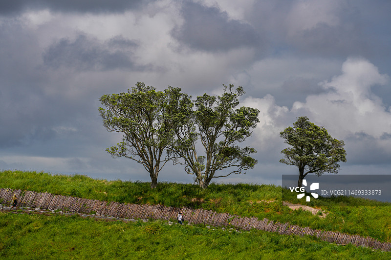 伊甸山山顶的树图片素材