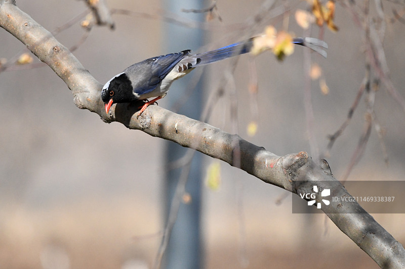 翘尾巴图片素材