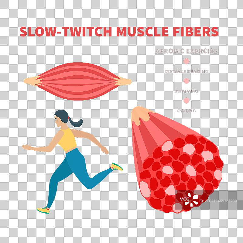 慢肌红肌纤维类型图片素材