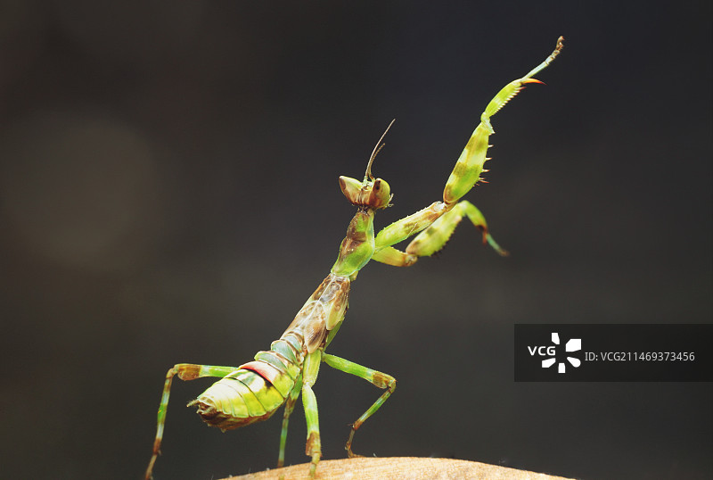 螳螂拳图片素材