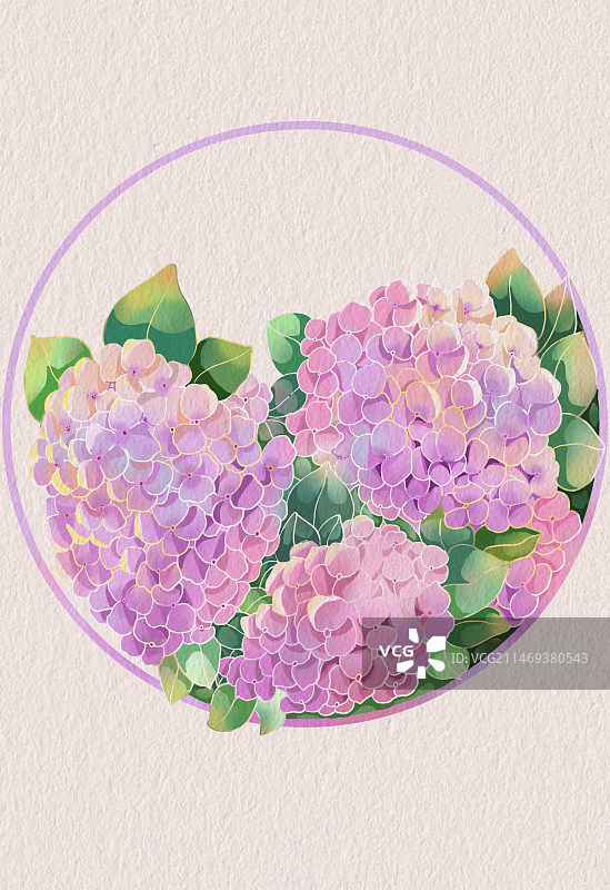 小满 绣球花开图片素材