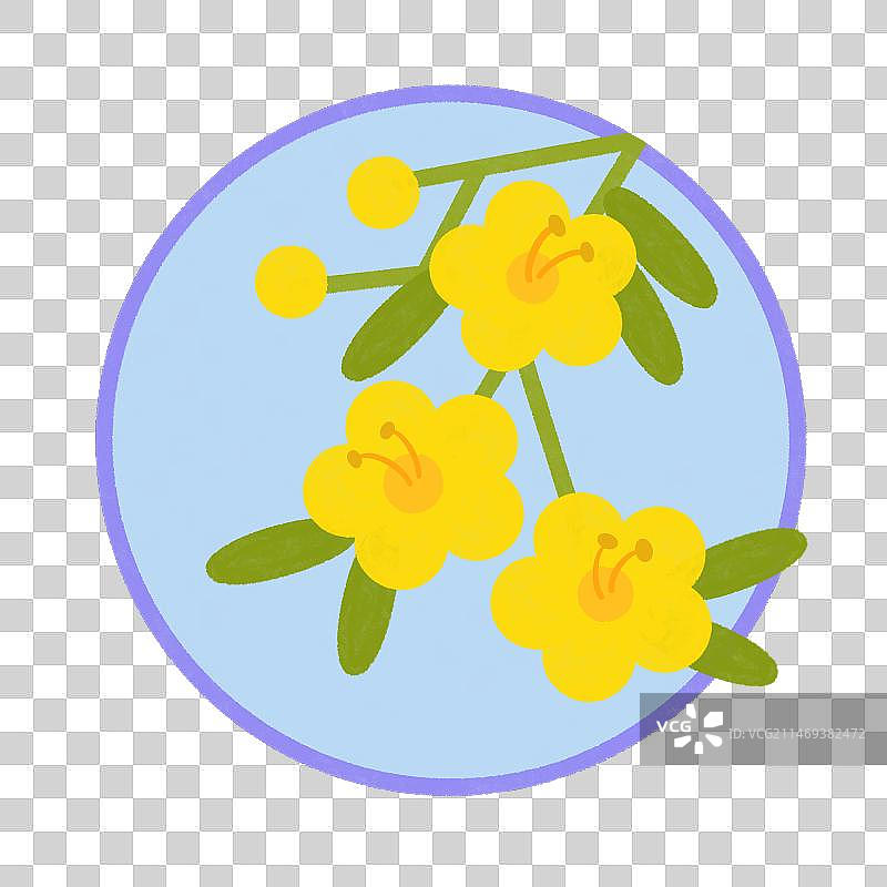 节气花卉之黄槐决明图片素材