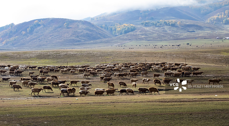 新疆阿勒泰牧民秋季大转场图片素材