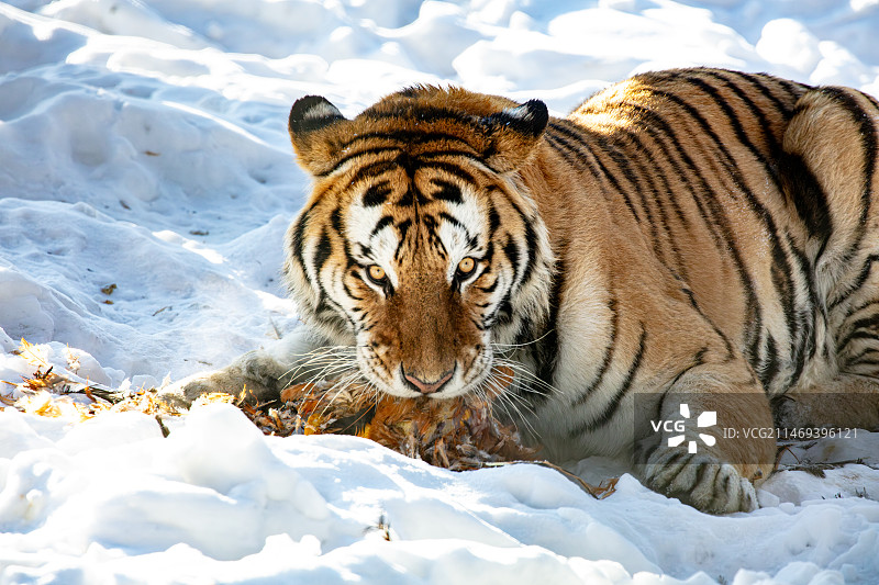 东北虎(西伯利亚虎)老虎吃鸡图片素材