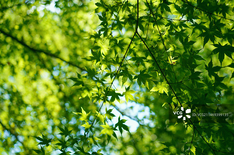 鸡爪槭/鸡爪枫/槭树图片素材