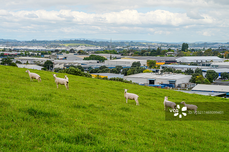 城市牧场图片素材