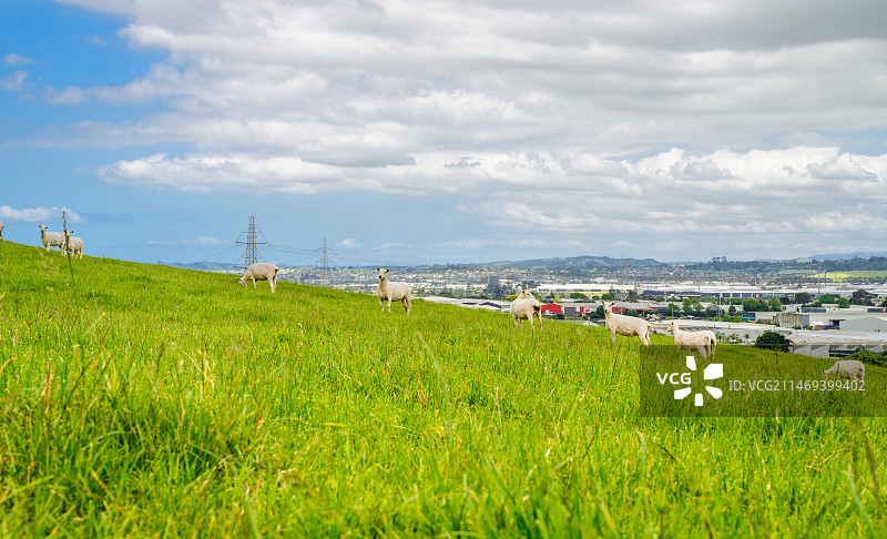 城市牧场图片素材