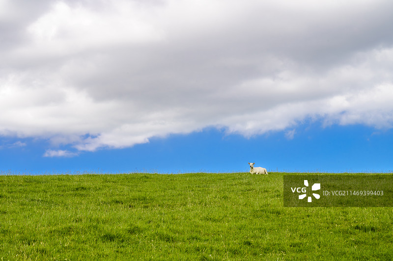 城市牧场图片素材