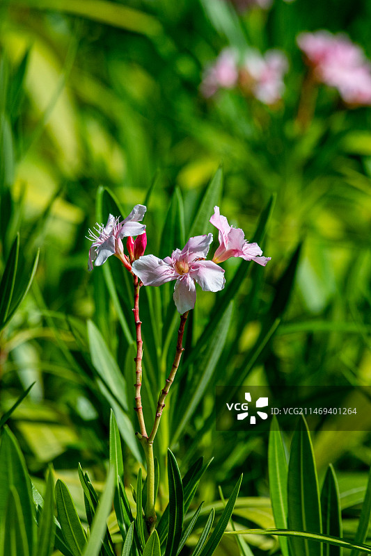 夹竹桃特写图片素材