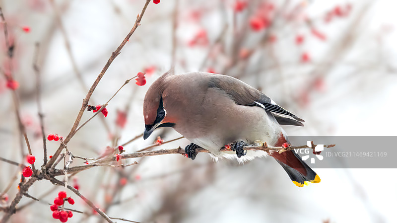 红豆树与太平鸟图片素材