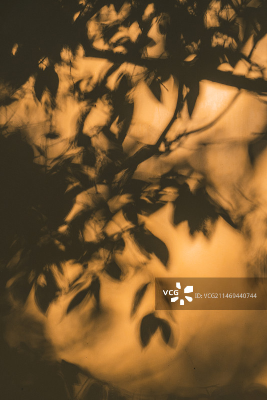 杭州抱朴道院黄墙边的斑驳树影图片素材