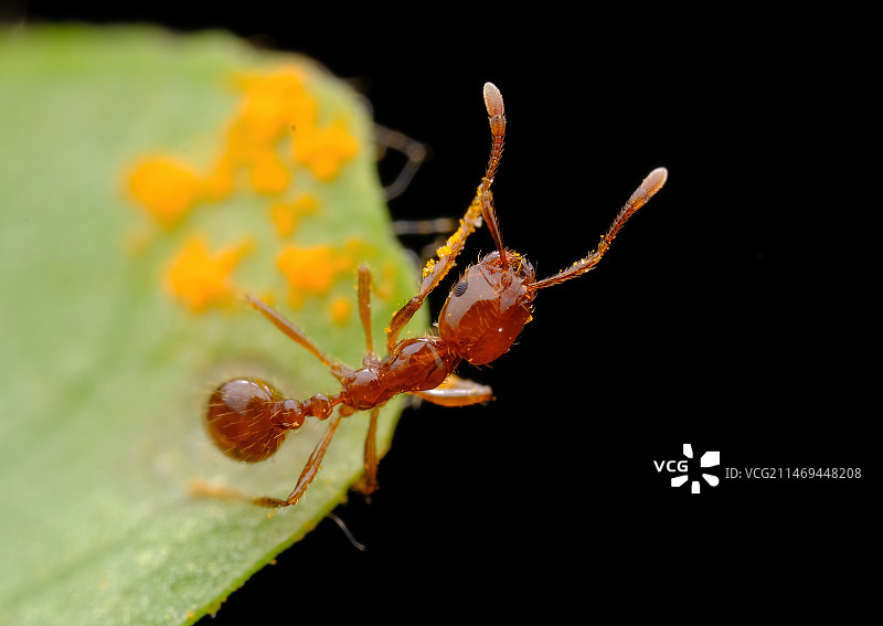 黑色背景下树叶上蚂蚁的特写镜头图片素材