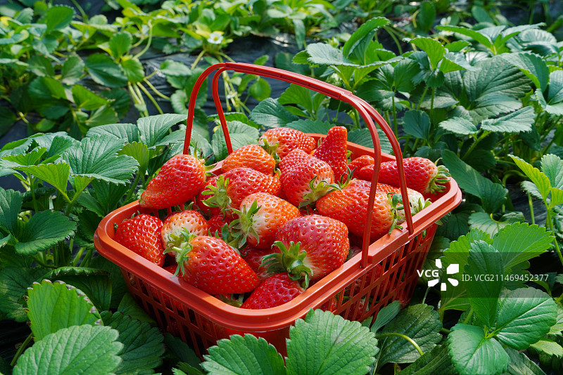 春天白昼大棚自然环境的清新草莓与绿叶图片素材