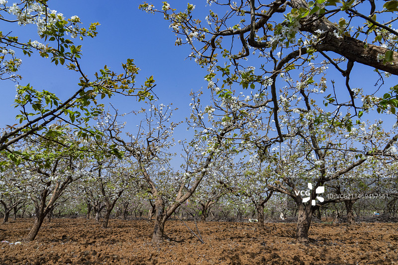 昆明万溪冲梨花园图片素材