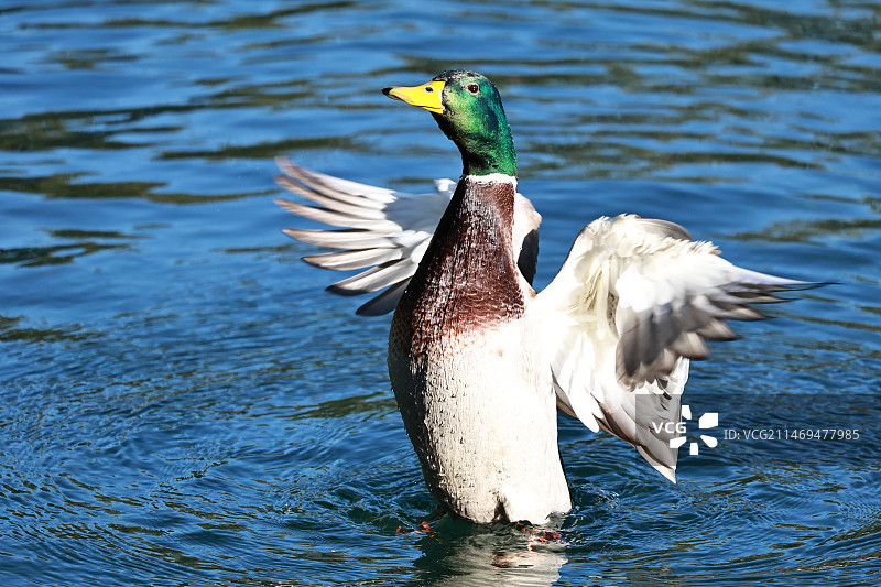 北海公园的鸭子图片素材