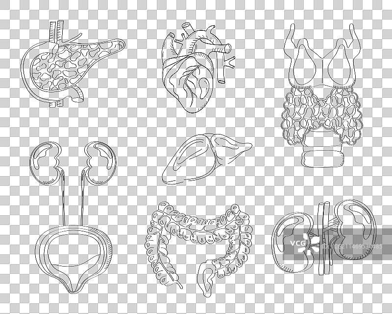 涂鸦风格的人体内脏图片素材