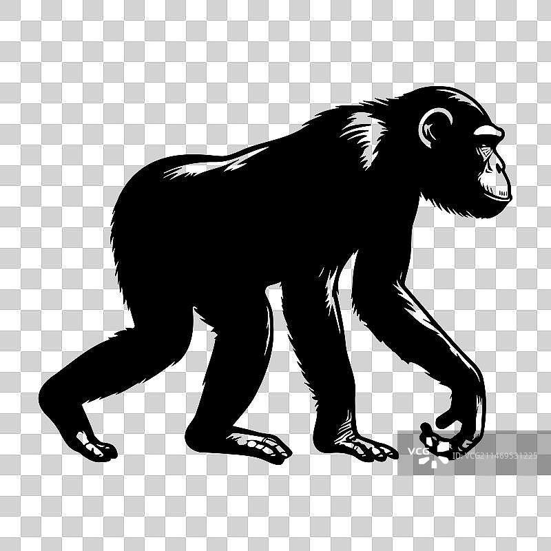 黑猩猩行走剪影图片素材