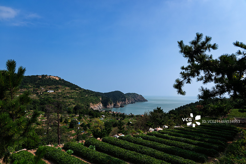 崂山海岸的生态茶园图片素材