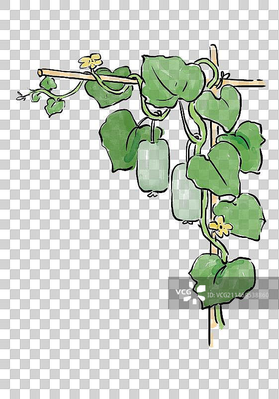 植物系列 冬瓜藤图片素材