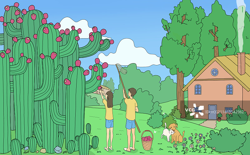 情侣采摘仙人掌果实图片素材