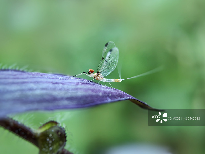 蜉蝣仙子的新装图片素材