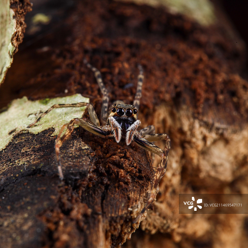 卡姿兰大眼睛图片素材