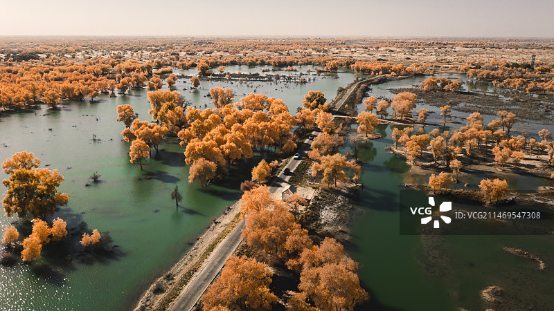 航拍塔里木河胡杨（一）图片素材
