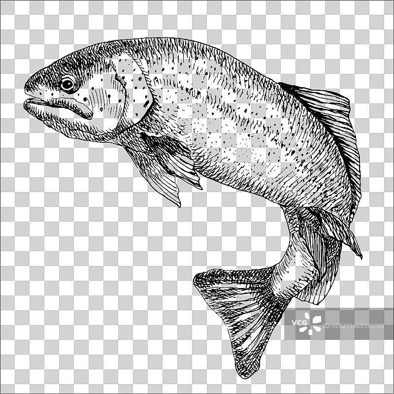 手绘写实风格的鳟鱼图片素材